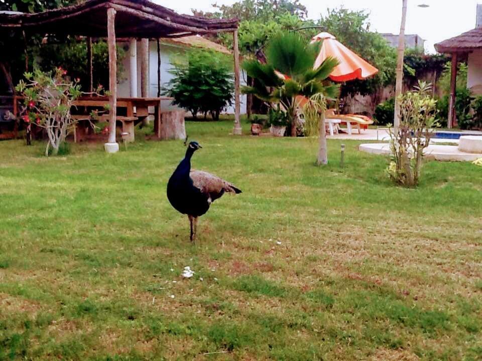 Hotel Jardin D'Afrique Saly Habitación foto